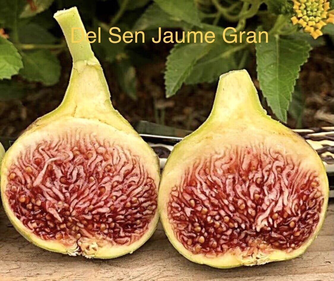 【イチジク苗木】デル・セン・ジャウメ・グラン（Del Sen Jaume Gran）希少品種。海外のイチジクマニアにかなり人気。根しっかり生えてます