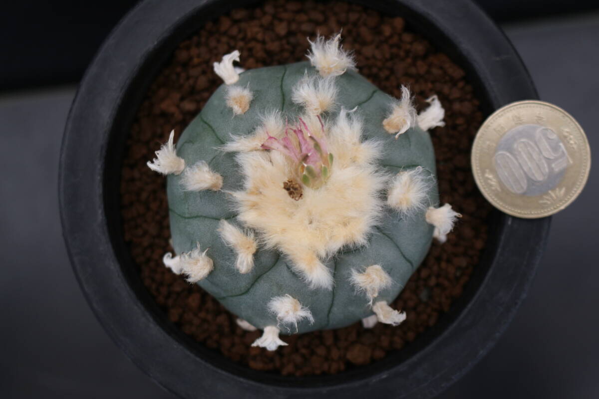 鳥羽玉　＊サボテン　多肉植物　ロフォフォラ