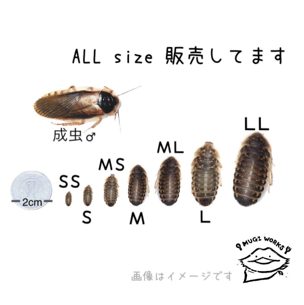 デュビア 成虫 ♀100♂5 餌用 繁殖用 |爬虫類、両生類用品 デュビア 成虫 ♀100♂5 餌用 繁殖用 |爬虫類、両生類用品