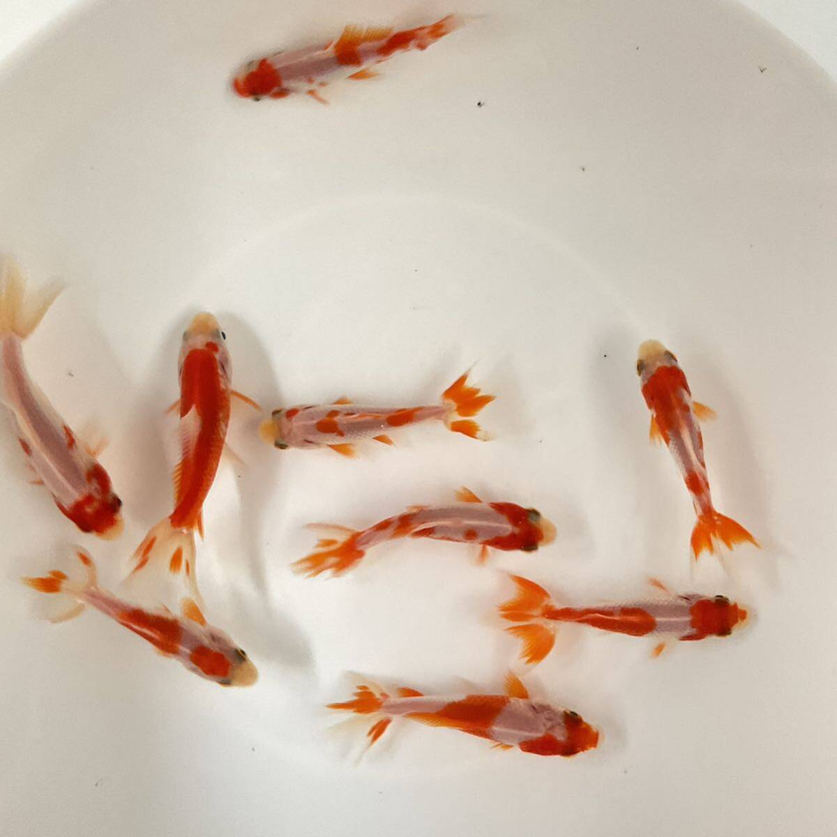 写真現物 国産 薩摩隼人錦 当歳魚6cm〜7cm 9匹セット NO-外1