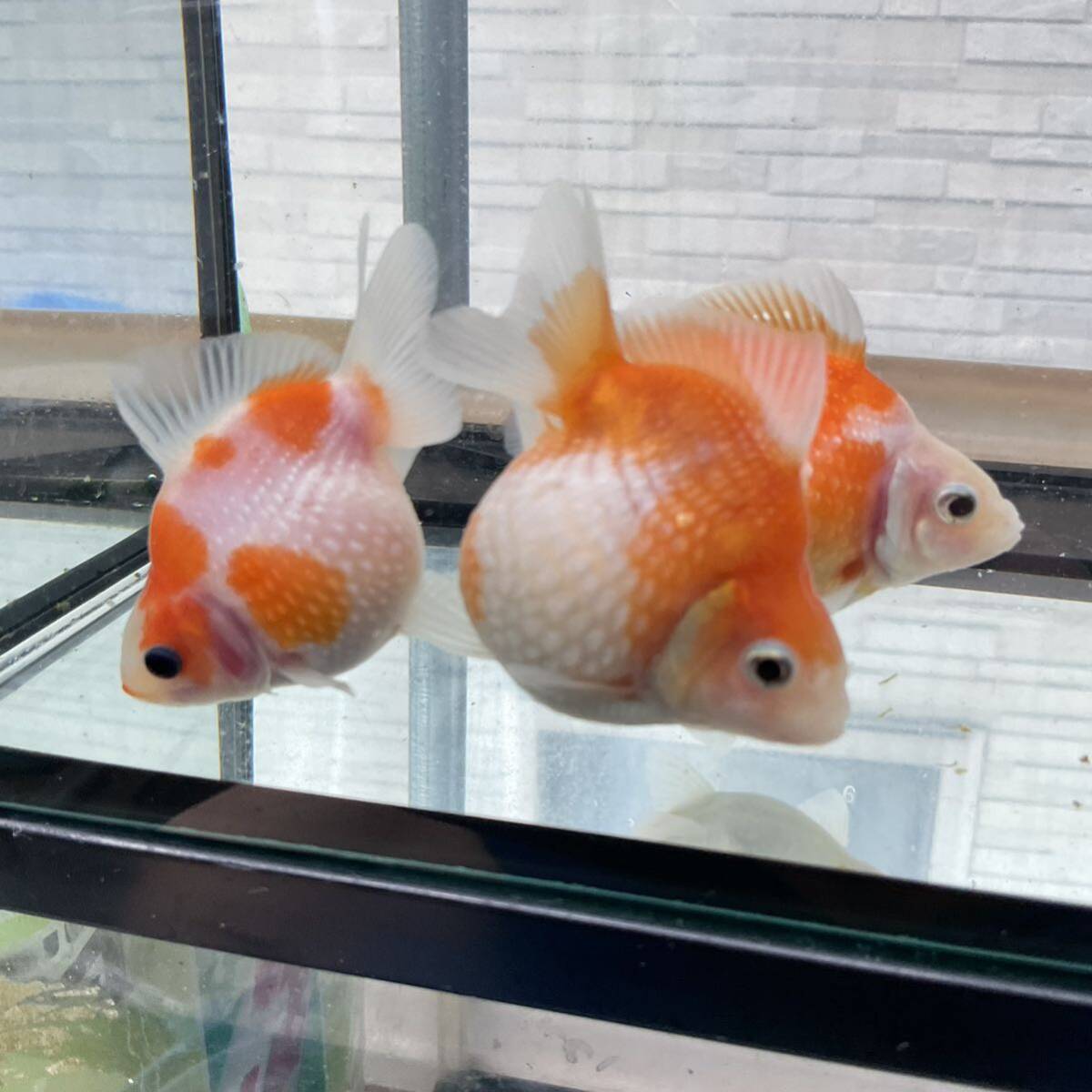 写真現物　国産　ピンポンパール上物　当歳魚7cm〜8cm 5匹セット　NO-21