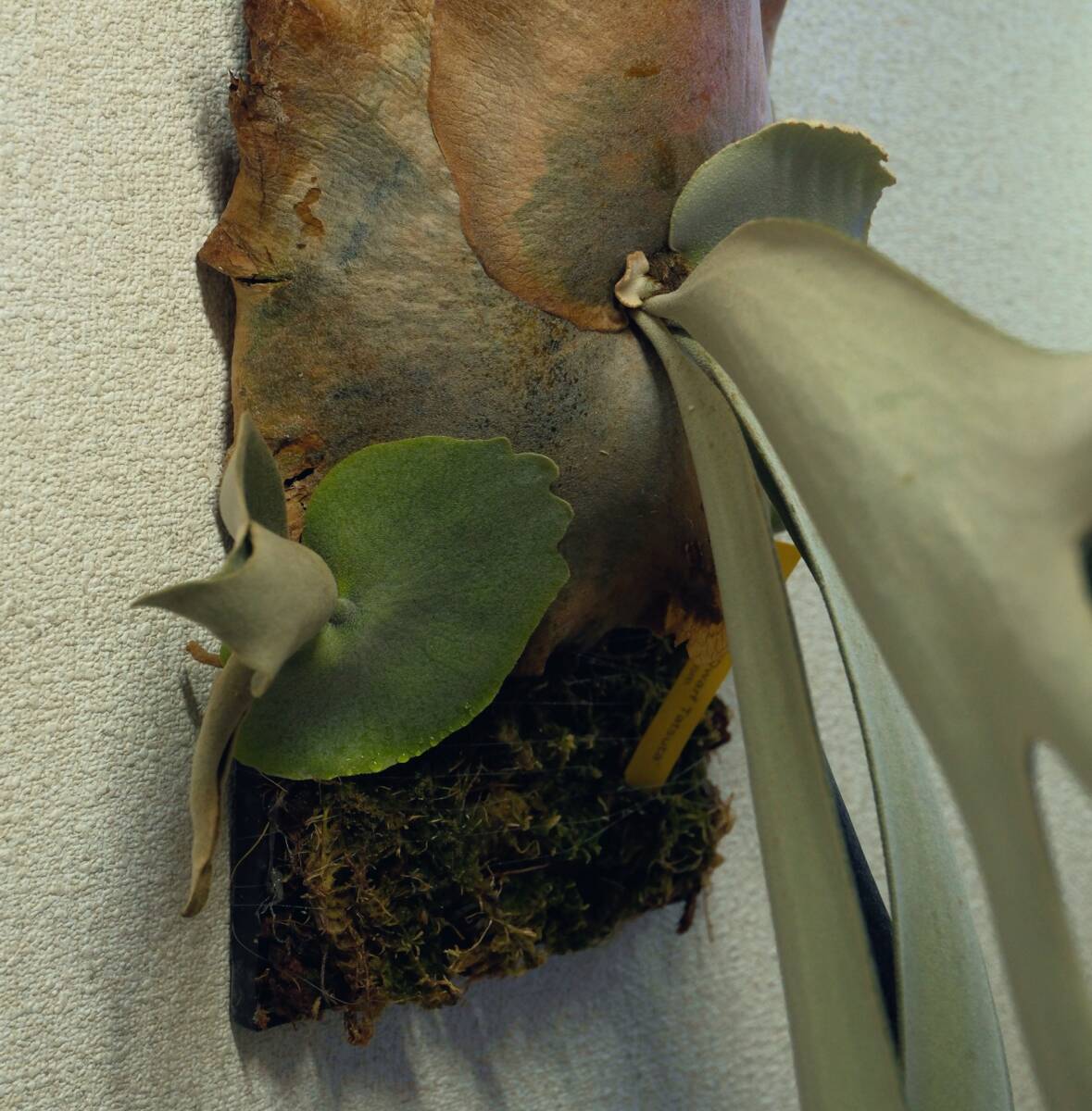 P.willinckii”Dwarf Tatsuta” ウィリンキー ドワーフタツタ P.willinckii”Dwarf Tatsuta” ウィリンキー ドワーフタツタ