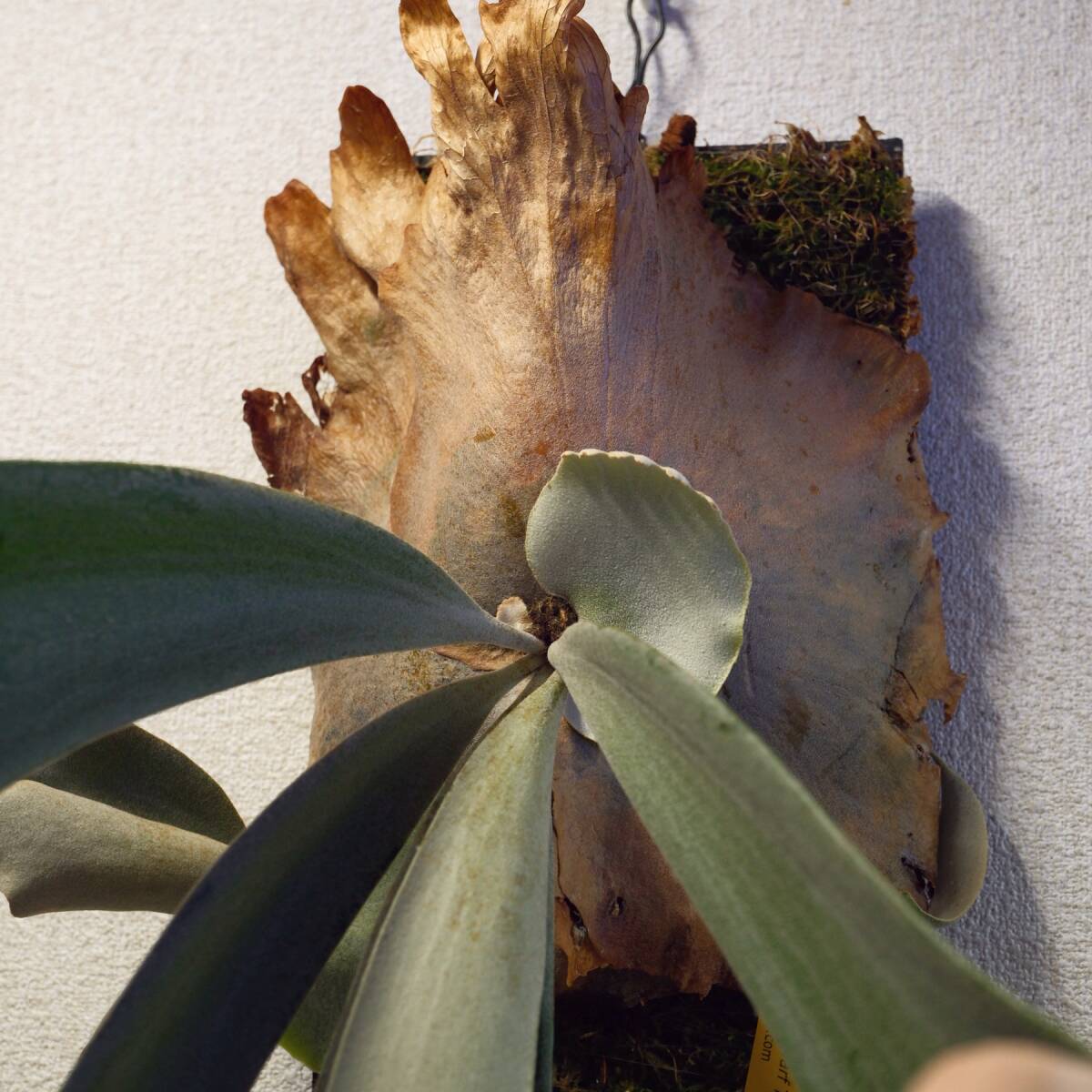 P.willinckii”Dwarf Tatsuta” ウィリンキー ドワーフタツタ P.willinckii”Dwarf Tatsuta” ウィリンキー ドワーフタツタ