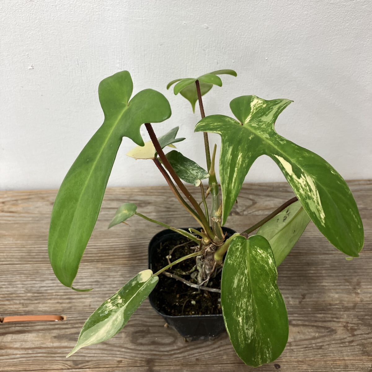 E-1 フィロデンドロン・ フロリダビューティー Philodendron pedatum variegata