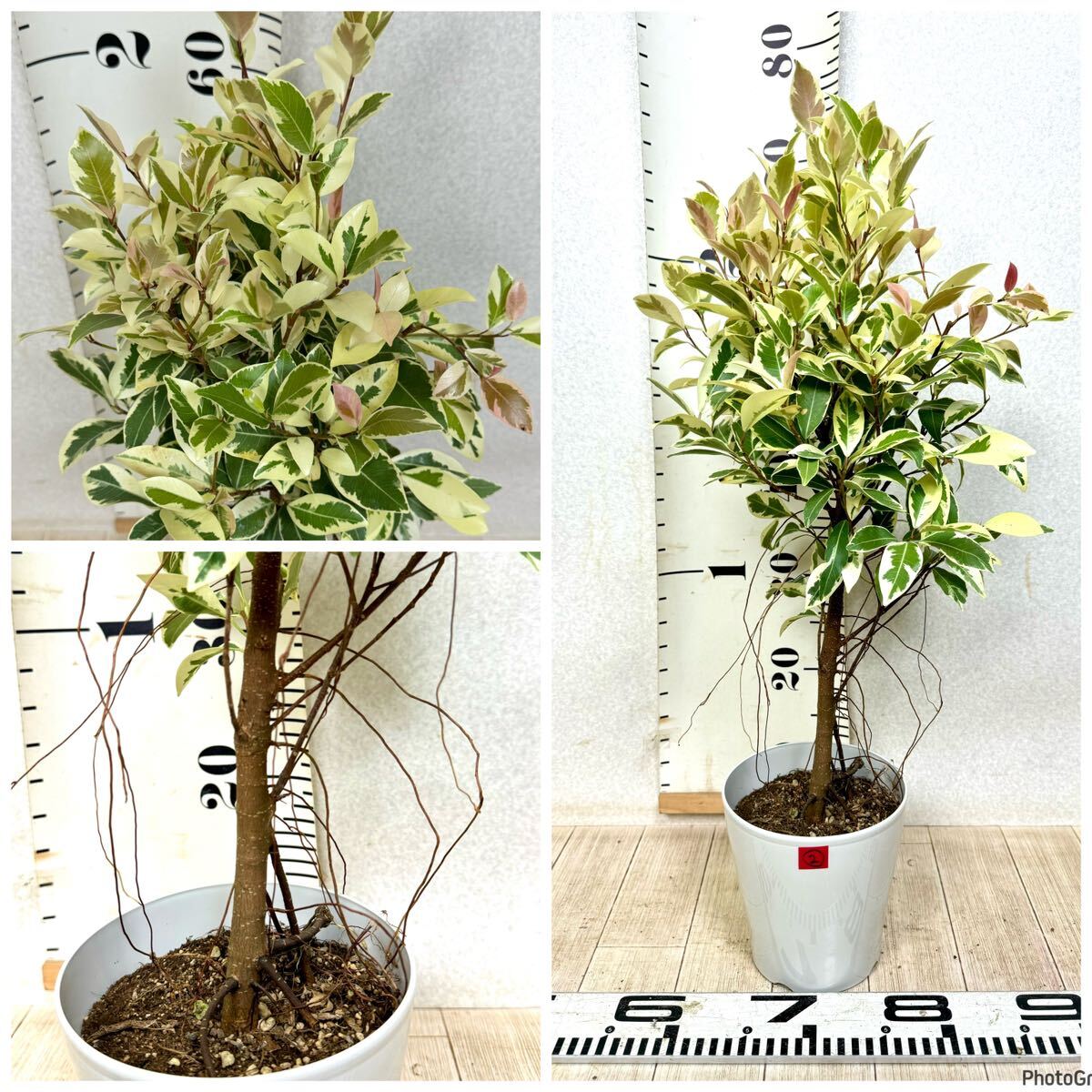 2.斑入りガジュマル 5号 4本セット 現品 送料無料】|Yahoo 2.斑入りガジュマル 5号 4本セット 現品 送料無料】|Yahoo
