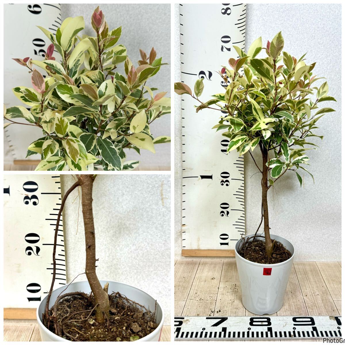 2.斑入りガジュマル 5号 4本セット 現品 送料無料】|Yahoo 2.斑入りガジュマル 5号 4本セット 現品 送料無料】|Yahoo