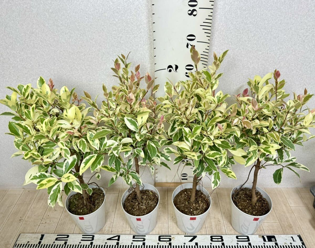 2.斑入りガジュマル 5号 4本セット 現品 送料無料】|Yahoo 2.斑入りガジュマル 5号 4本セット 現品 送料無料】|Yahoo