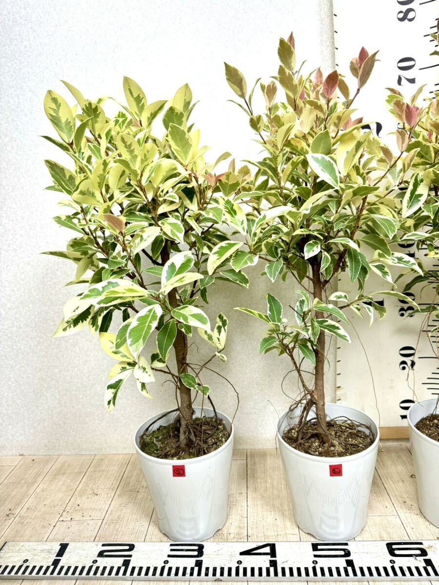 2.斑入りガジュマル 5号 4本セット 現品 送料無料】｜Yahoo!フリマ（旧