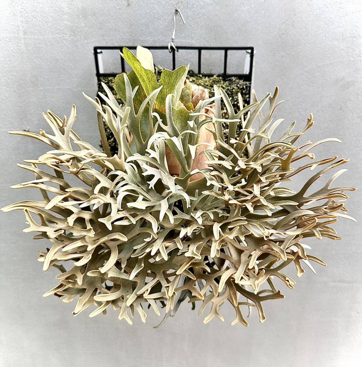 A*e様 ビカクシダ willinckii Golden Boy spore Yahoo!オークション - P. willinckii 'Golden Boy' spore grown
