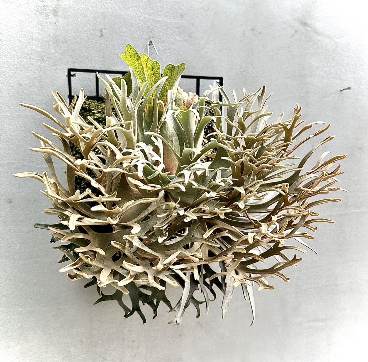 Yahoo!オークション - P. willinckii 'Golden Boy' spore grown Yahoo!オークション - P. willinckii 'Golden Boy' spore grown