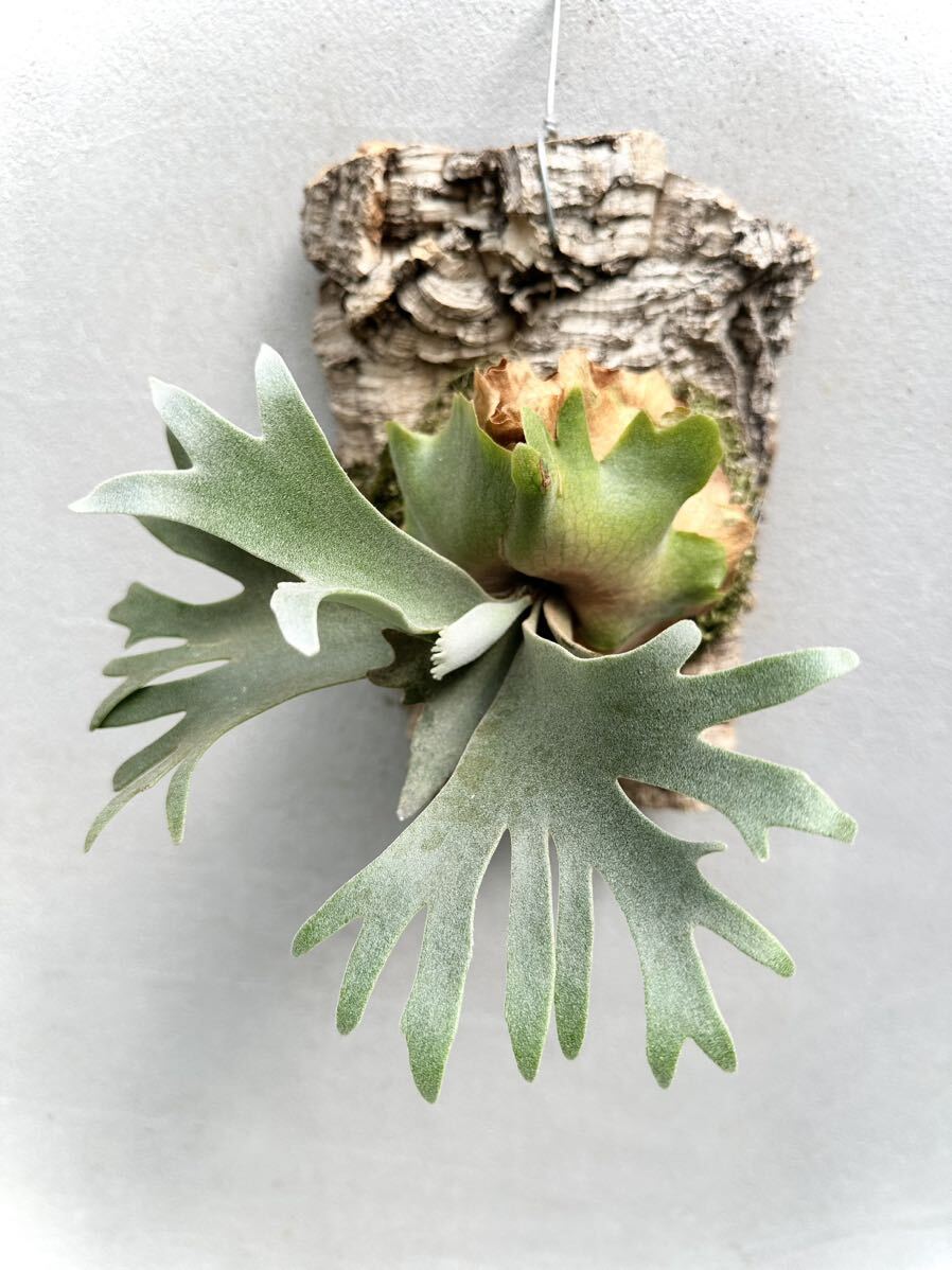 Yahoo!オークション - P. willinckii 'Golden Boy' spore grown Yahoo!オークション - P. willinckii 'Golden Boy' spore grown