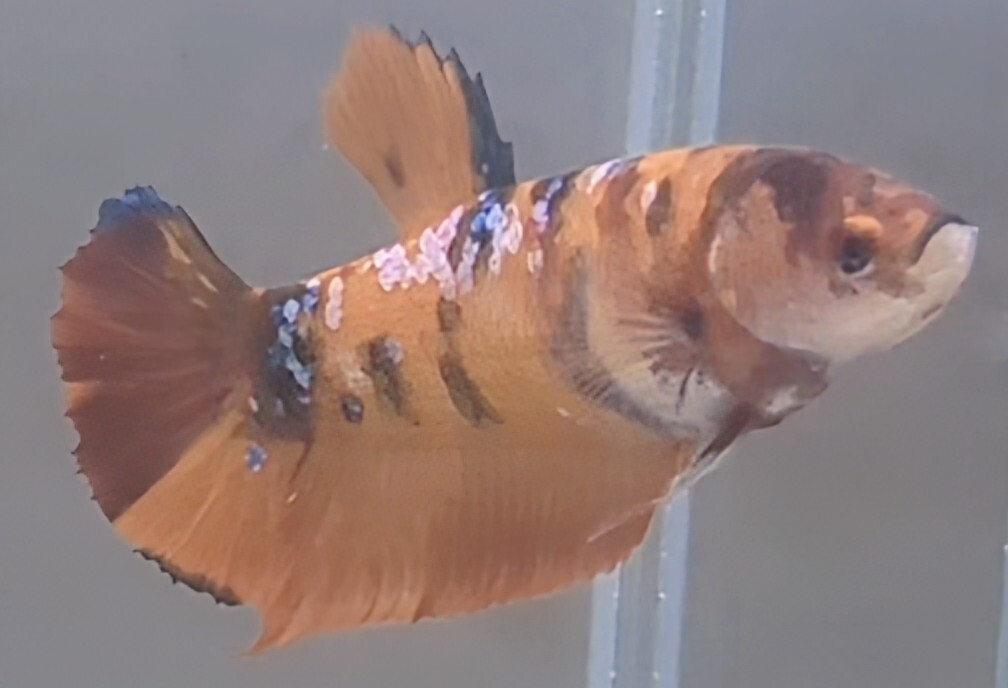 【ほっぺちゃんFARM】〈ベタ・Betta〉X-4 ジェオルジ・キャンディーニモ・ギャラクシーPK (メス♀)