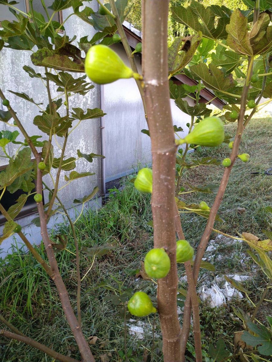  strawberry bell te(1) fig .. tree ichi axis . tree 