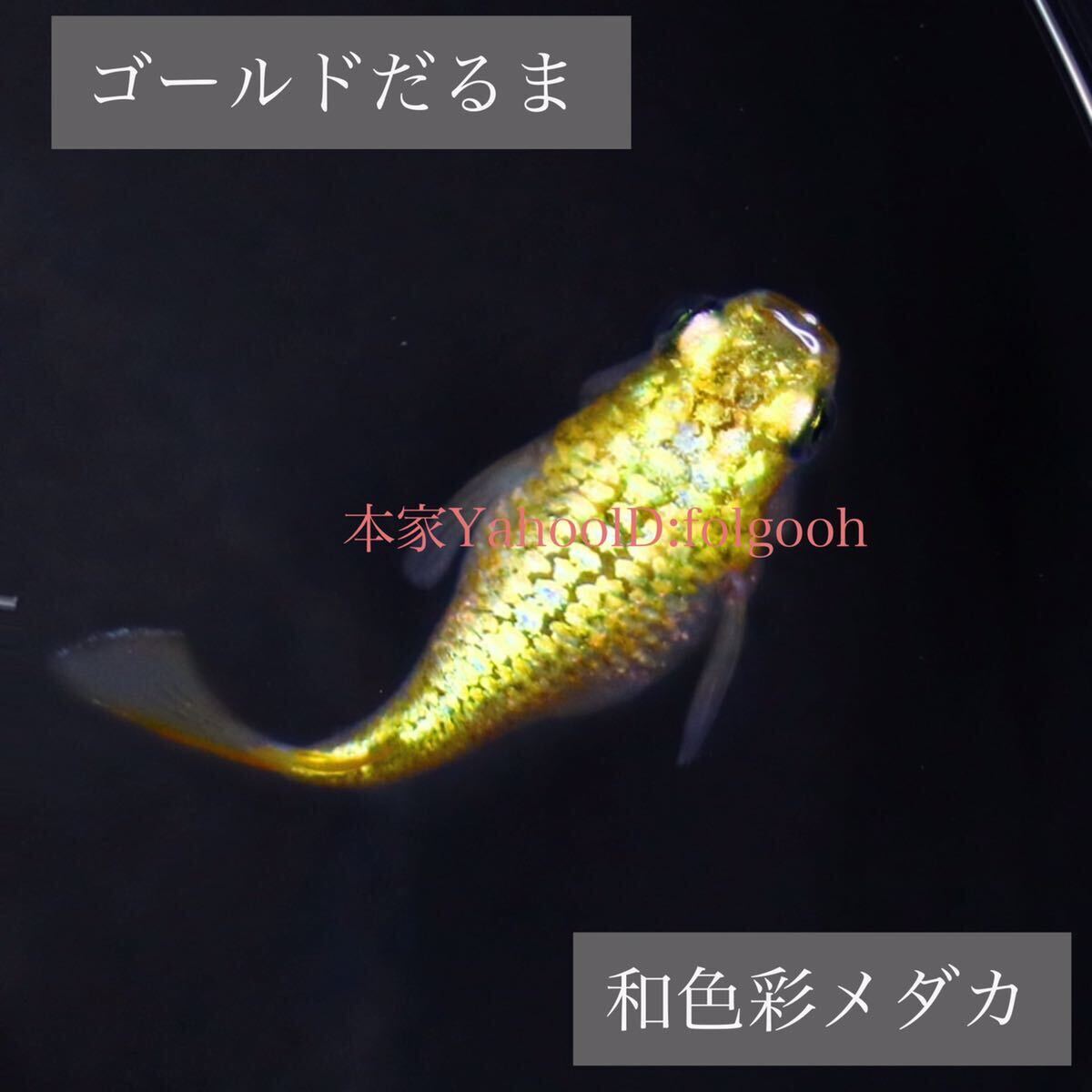 和色彩メダカ 【ヒミツヘイキめだかダルマ（ラメ）の有精卵 12個 保証分 プラス】 (検索用: サンシャイン レクリス ラメ王 ダルマ めだか卵