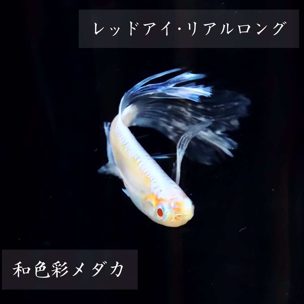 和色彩メダカ 【龍のひとみ（王の瞳）の有精卵 12個 保証分 プラス】 (検索用: ヒレ長 鰭長 王妃 アルビノ 紅白 楊貴妃 めだか メダカ卵）