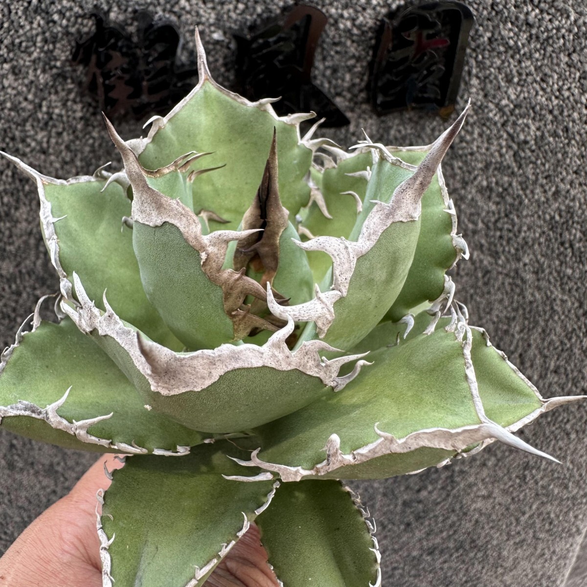 本物保証，大人気】 ZZ54【鶴風園】 アガベ チタノタ シャークソード