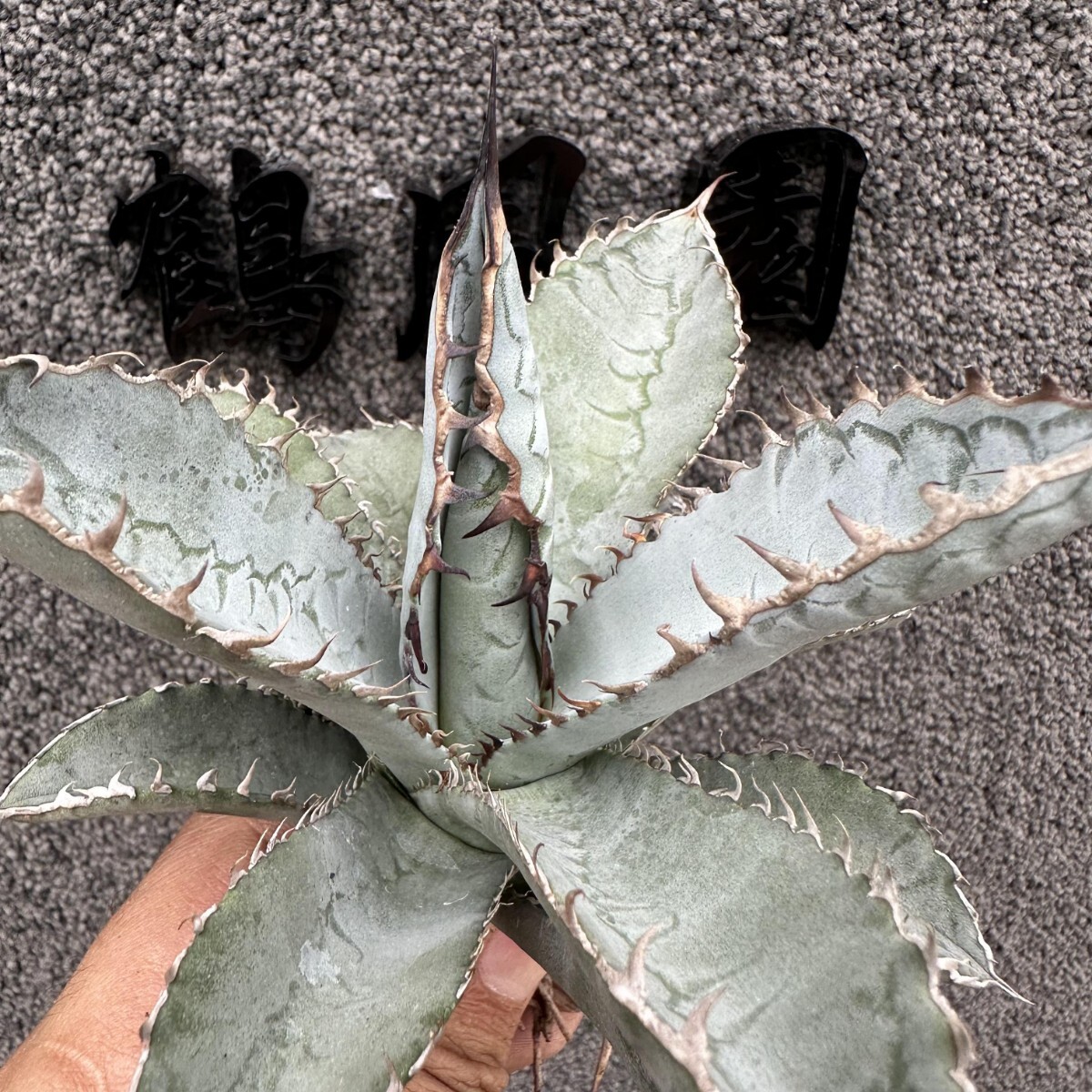 アガベ チタノタ ライオンズメイン ⑧ agave titanota lionsmane アガベ チタノタ ライオンズメイン ⑧ agave titanota lionsmane