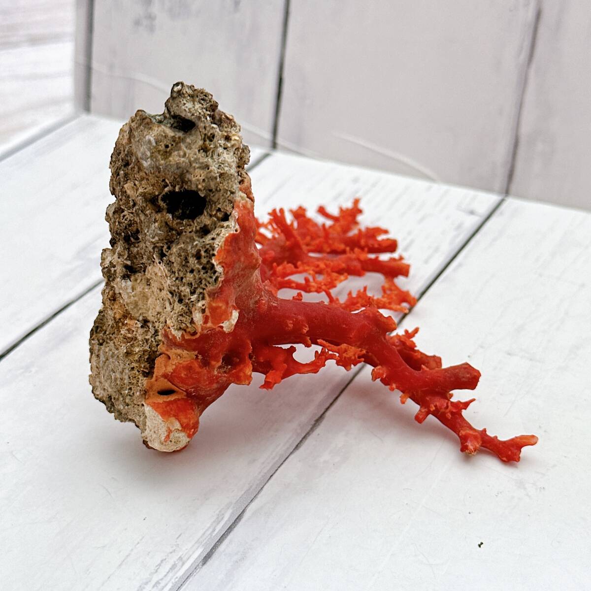 天然枝赤珊瑚 総重量62g 血赤サンゴ 原木 コーラル さんご coral 天然枝赤珊瑚 総重量62g 血赤サンゴ 原木 コーラル さんご coral