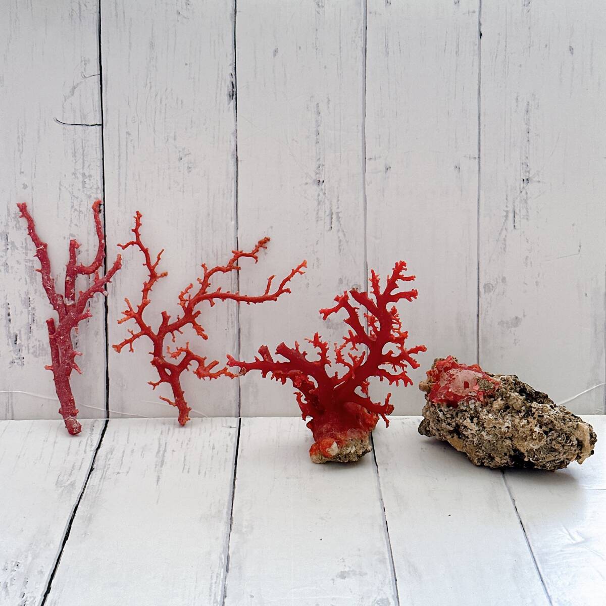 天然枝赤珊瑚 総重量62g 血赤サンゴ 原木 コーラル さんご coral 天然枝赤珊瑚 総重量62g 血赤サンゴ 原木 コーラル さんご coral