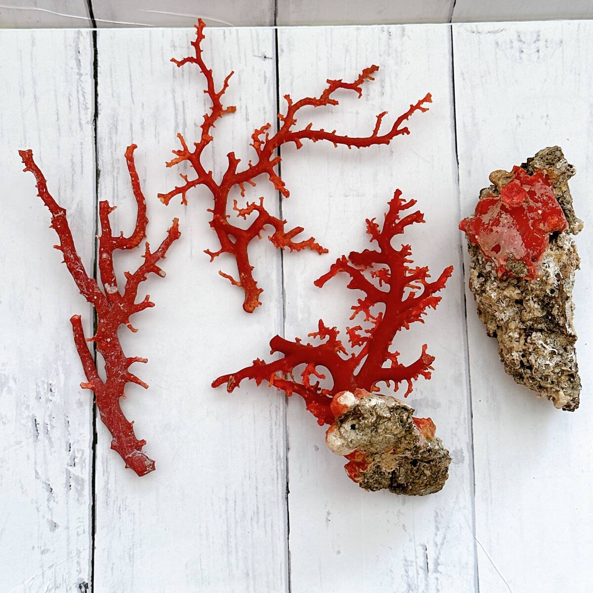 天然枝赤珊瑚 総重量62g 血赤サンゴ 原木 コーラル さんご coral 天然枝赤珊瑚 総重量62g 血赤サンゴ 原木 コーラル さんご coral