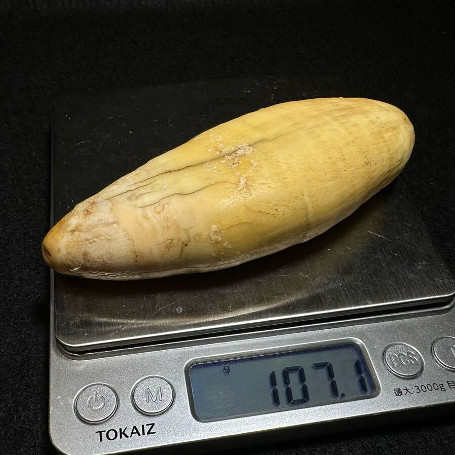 シャチの歯 107.1g 抹香 鯨 クジラ 歯 牙 印材 鯱(その他)|売買 シャチの歯 107.1g 抹香 鯨 クジラ 歯 牙 印材 鯱(その他)|売買