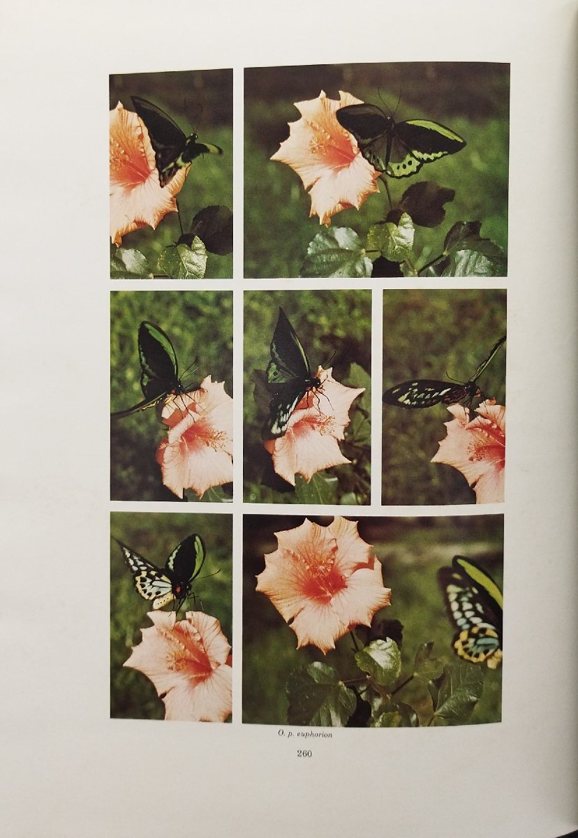 品数豊富! 洋書『Birdwing Butterflies 世界のトリバネチョウ World the of 生物学