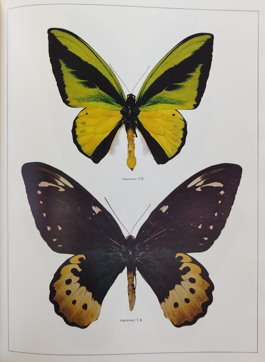 【第1位獲得!】 of Butterflies 洋書『Birdwing the 世界のトリバネチョウ World 生物学