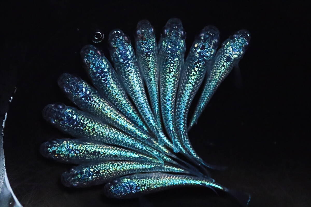 丸長メダカ E8【 ネプチューン　サバンナ様直系（最新世代）種親クラス　若魚 】10匹！ めだか 現物出品！
