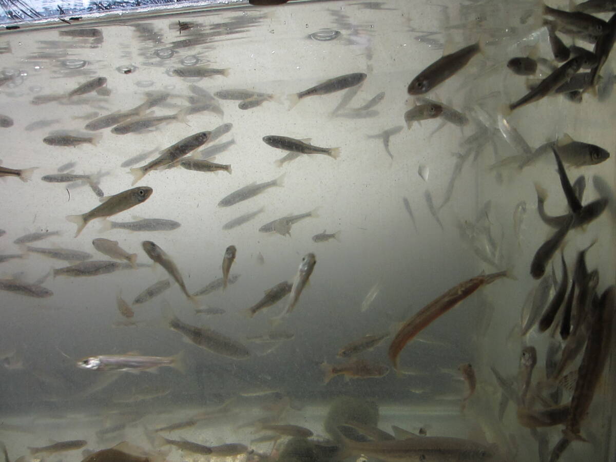 北海道産　ウグイ(小)500匹　3cm～10cm