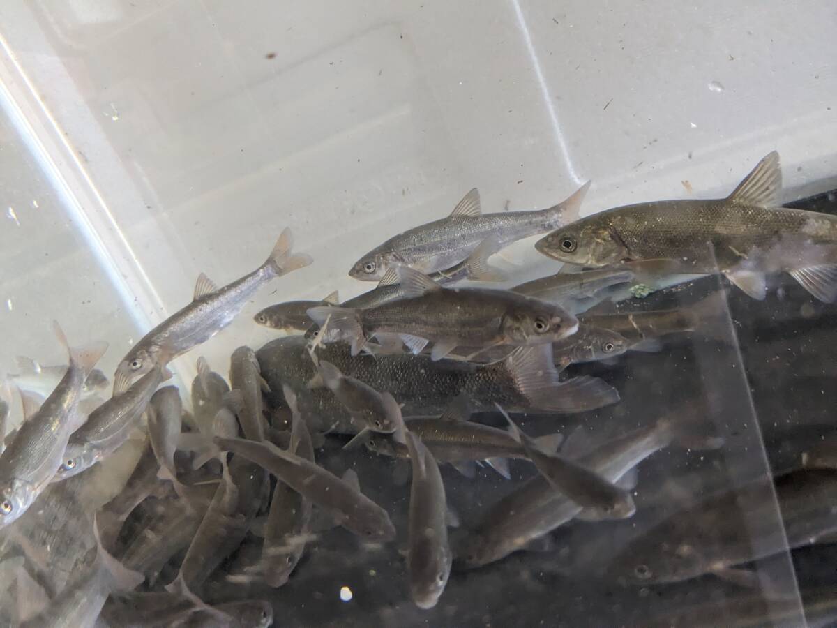 北海道産ウグイ(中)１０匹７cm～１５cm