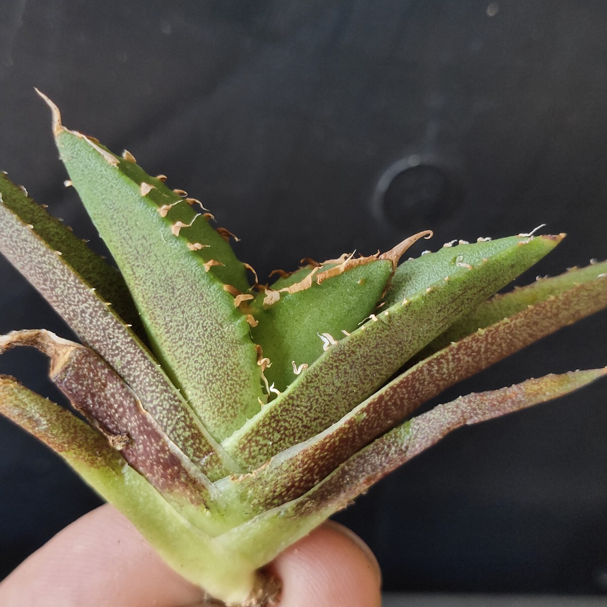 農夫植物 NO.940 アガベ チタノタ 星星 強棘 狂刺 背棘 優良血統 農夫植物 NO.940 アガベ チタノタ 星星 強棘 狂刺 背棘 優良血統