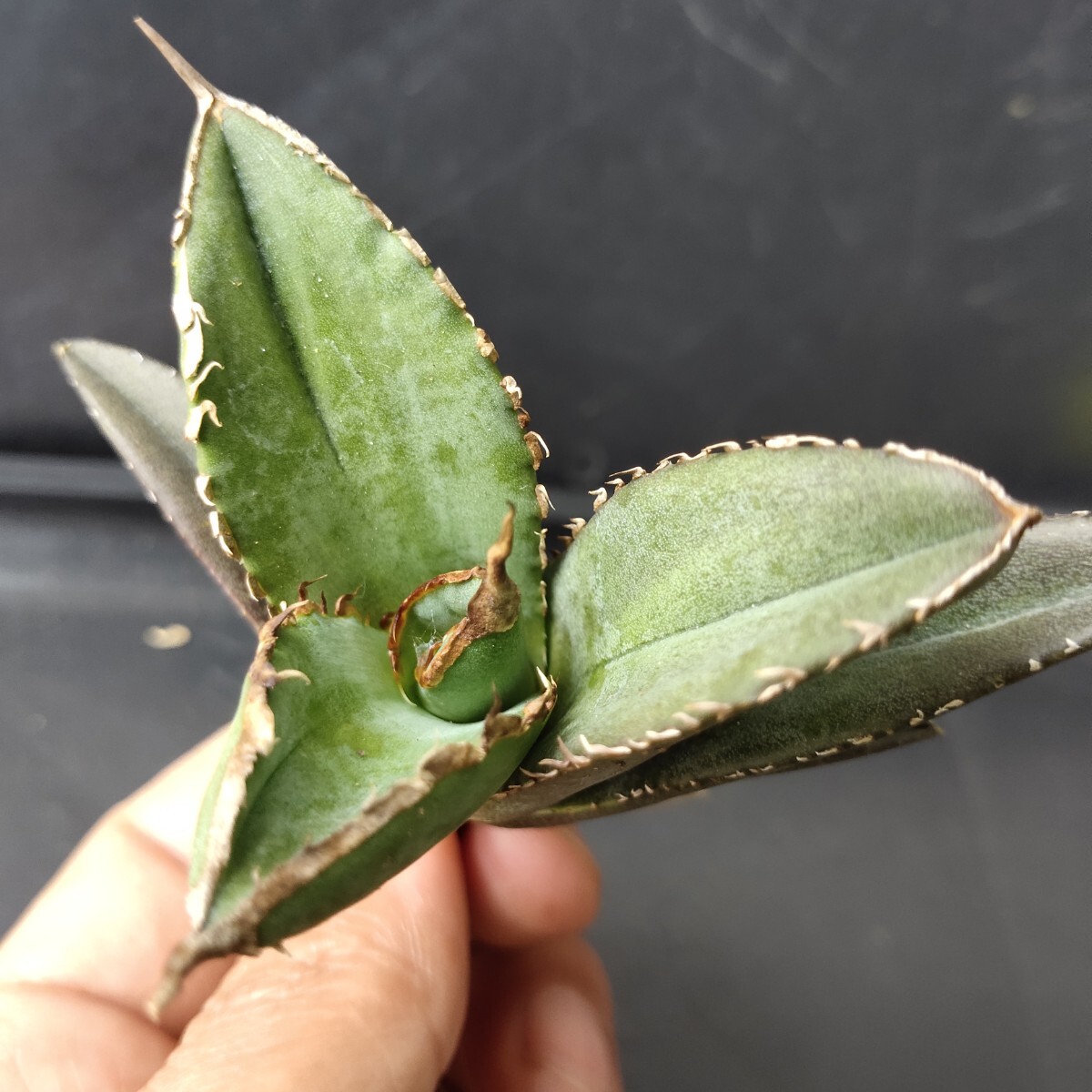 AGAVE TITANOTA 巌流】台湾の緑犀牛と同血統という話 アガベ AGAVE TITANOTA 巌流】台湾の緑犀牛と同血統という話 アガベ