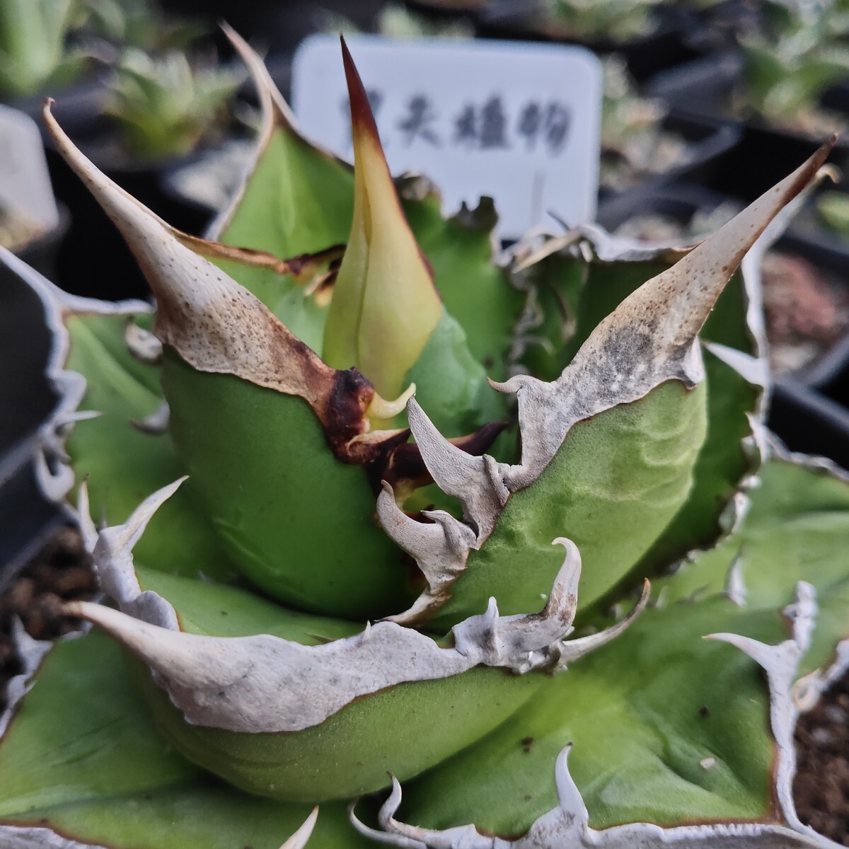 農夫植物 NO.996 新種の先発 アガベ チタノタ レッドデビル 強棘 農夫植物 NO.996 新種の先発 アガベ チタノタ レッドデビル 強棘