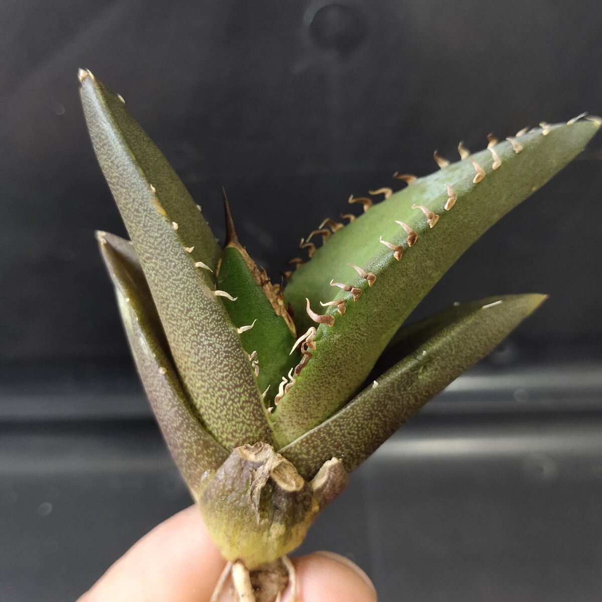 農夫植物 NO.996 新種の先発 アガベ チタノタ レッドデビル 強棘 農夫植物 NO.996 新種の先発 アガベ チタノタ レッドデビル 強棘