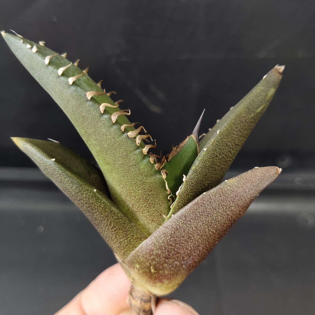 農夫植物 NO.996 新種の先発 アガベ チタノタ レッドデビル 強棘 農夫植物 NO.996 新種の先発 アガベ チタノタ レッドデビル 強棘