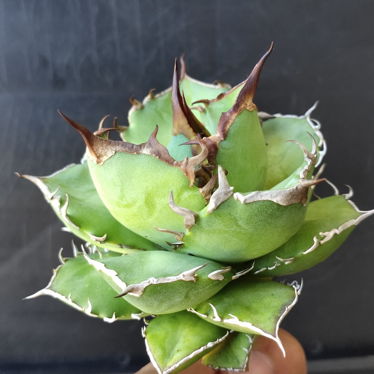 農夫植物 NO.838 アガベ チタノタ FO-076宝珠 優良血統 強棘 狂 農夫植物 NO.838 アガベ チタノタ FO-076宝珠 優良血統 強棘 狂
