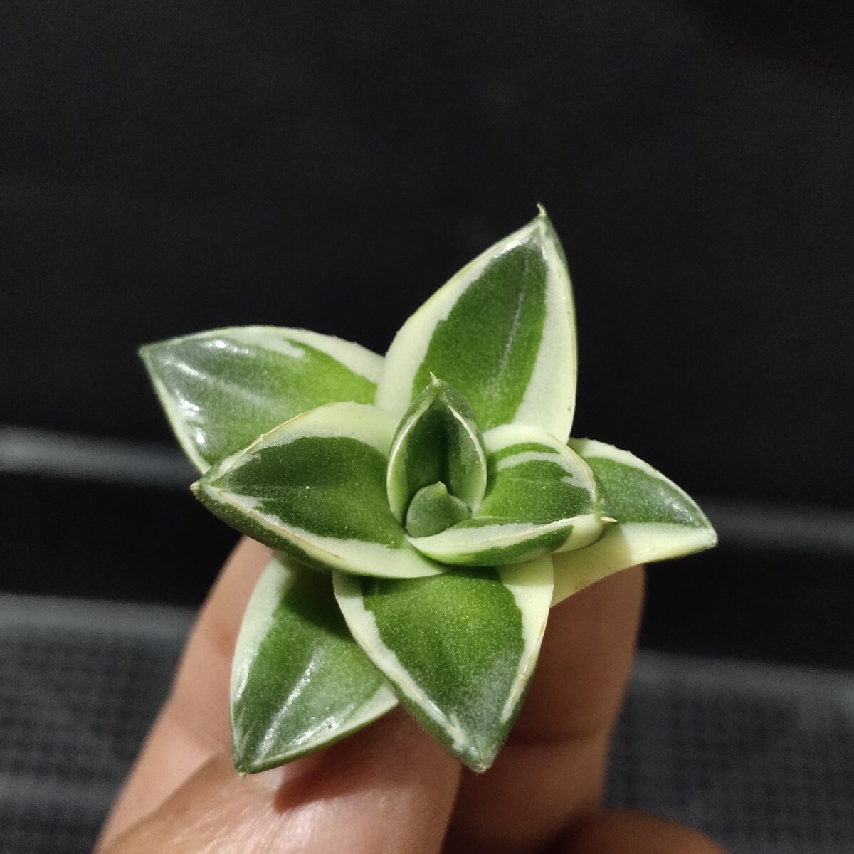 【農夫植物】NO.876 アガベ ピンキー 王妃笹の雪A型 白覆輪斑 精選極美子株 激レア高級品種