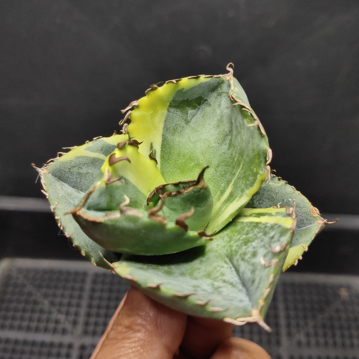 【農夫植物】NO.909 アガベ チタノタ ジャガーノート錦 覆輪斑 永久斑 純血錦 希少錦 精選優良血統 極上小株