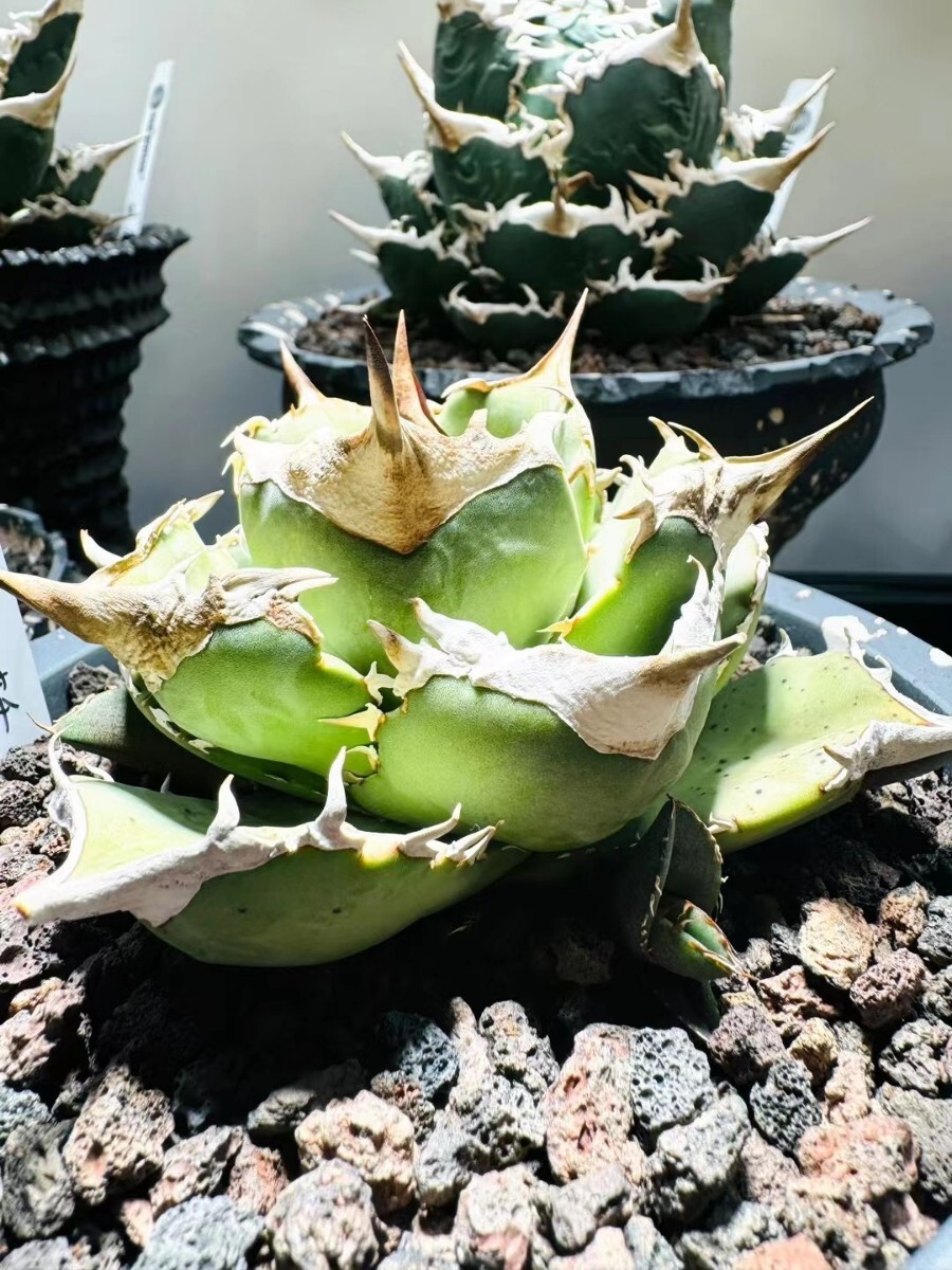 農夫植物 NO.797 アガベ チタノタ 白妖 精選優良血統 TC子株 強