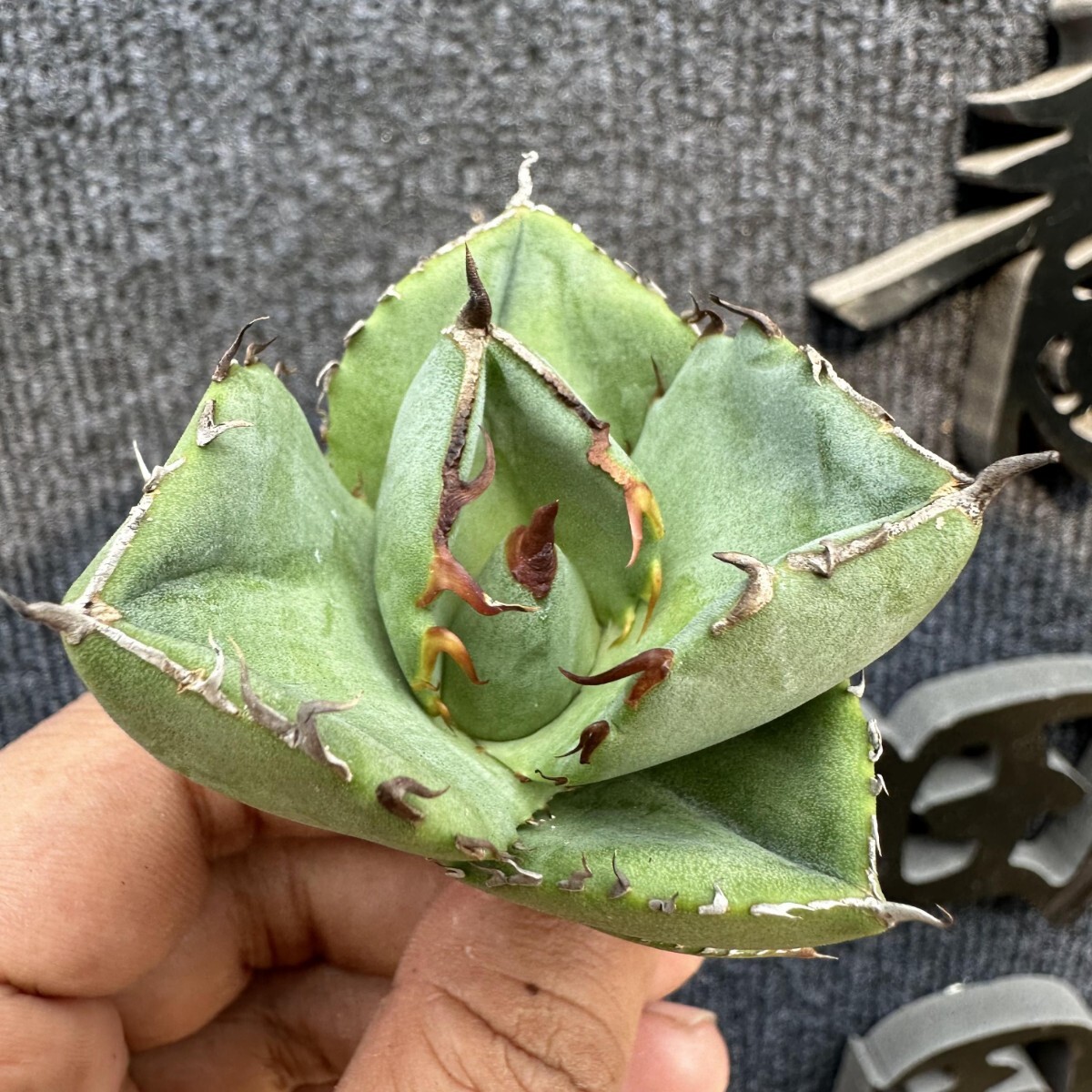 AL32 青田園芸 特選 アガベ 多肉植物 チタノタ ジャガーノート AL32 青田園芸 特選 アガベ 多肉植物 チタノタ ジャガーノート