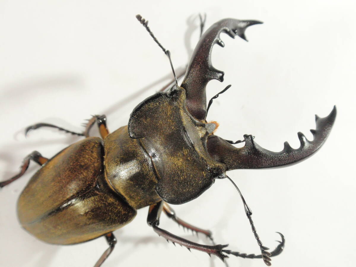 ◆◆ No.14 宮崎県産ミヤマ 特大 ♂75.0ｍｍ ペア ◆◆