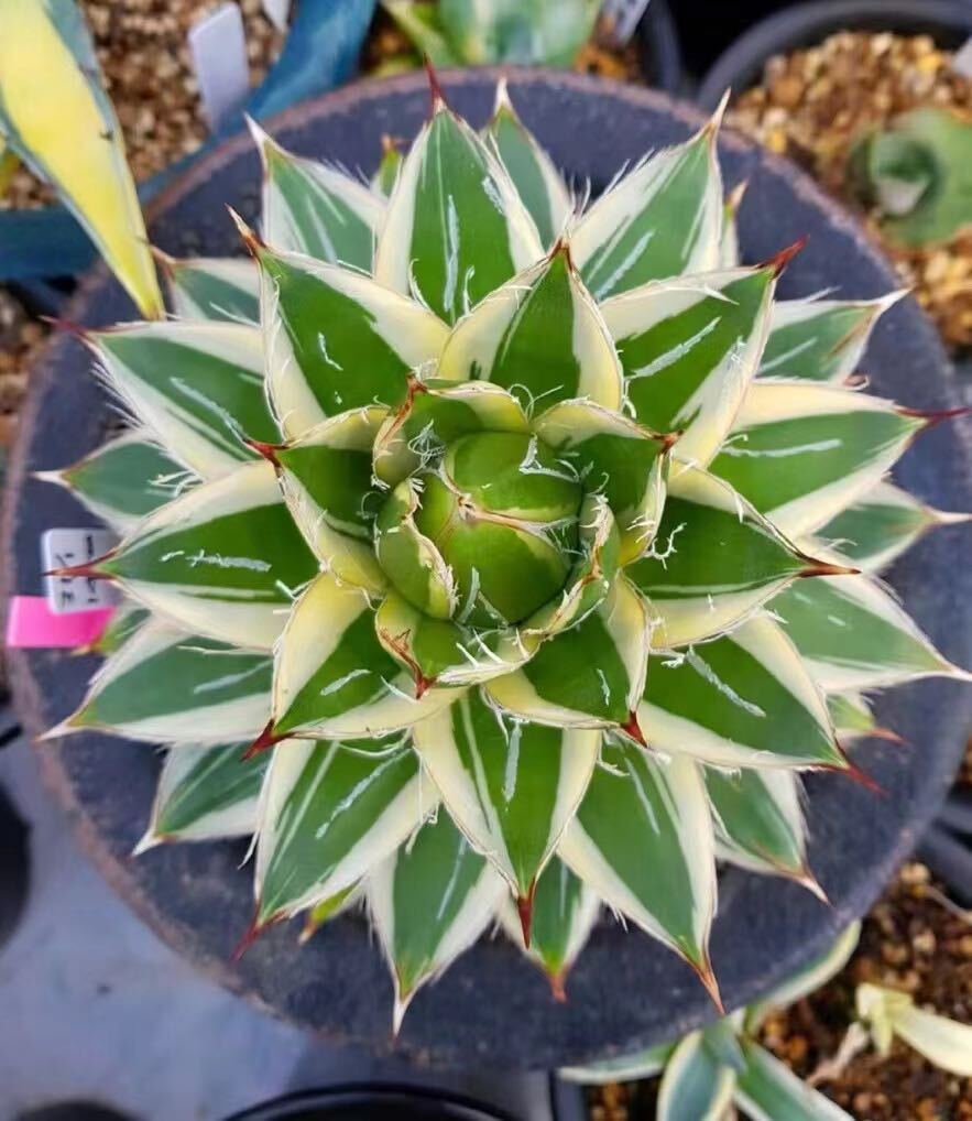 O39【瀧將plant】多肉植物 アガベ　ピンキー　王妃笹の雪A型　白覆輪斑 精選極美子株 激レア高級品種