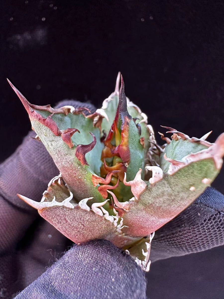 B27 瀧將plant 多肉植物アガベ チタノタ レッドキャットウィーズ B27 瀧將plant 多肉植物アガベ チタノタ レッドキャットウィーズ
