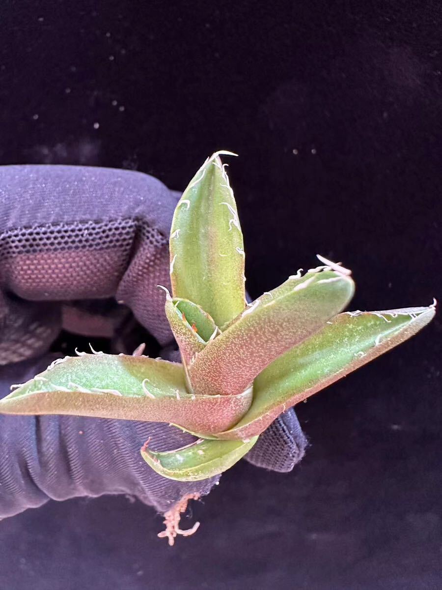 B37 瀧將plant 多肉植物 アガベ チタノタ Agave titanota White B37 瀧將plant 多肉植物 アガベ チタノタ Agave titanota White
