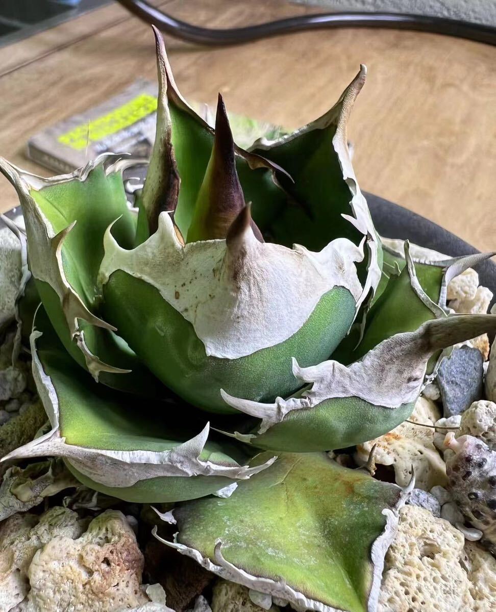 B37 瀧將plant 多肉植物 アガベ チタノタ Agave titanota White B37 瀧將plant 多肉植物 アガベ チタノタ Agave titanota White
