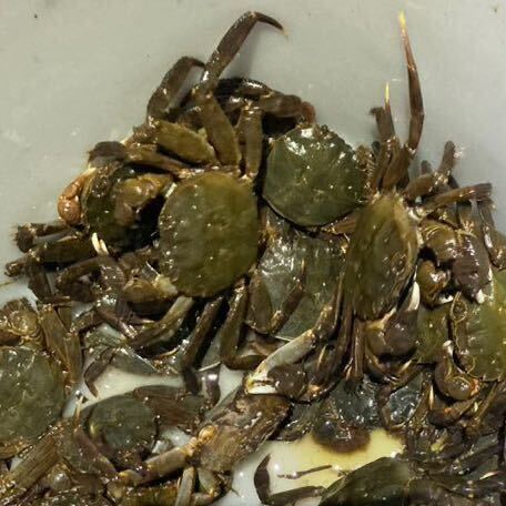 【活餌】川ガニ20匹・甲羅5〜7cm※北海道・沖縄・東北への発送不可★トッポガニ・イシガニ代替★石鯛活餌★イシダイ活餌★タコ餌★