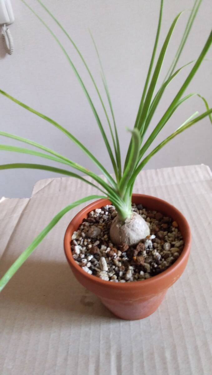 Bibian 比比昂- 観葉植物☆トックリラン☆ノリナ☆ポニーテール Bibian 比比昂- 観葉植物☆トックリラン☆ノリナ☆ポニーテール