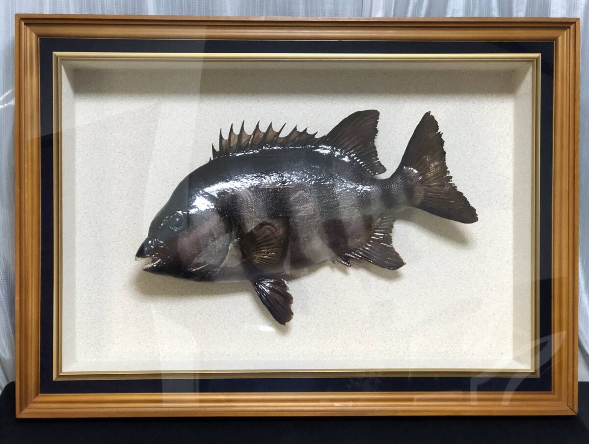 石鯛剥製　約60cm 約5kg　イシダイ