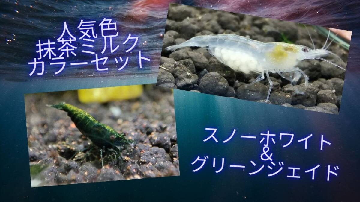 特別価格　2色Mix　20匹セット各10匹【グリーンジェイド・スノーホワイト】チェリーシュリンプ　ヌマエビ　グリーンジェイドシュリンプ　
