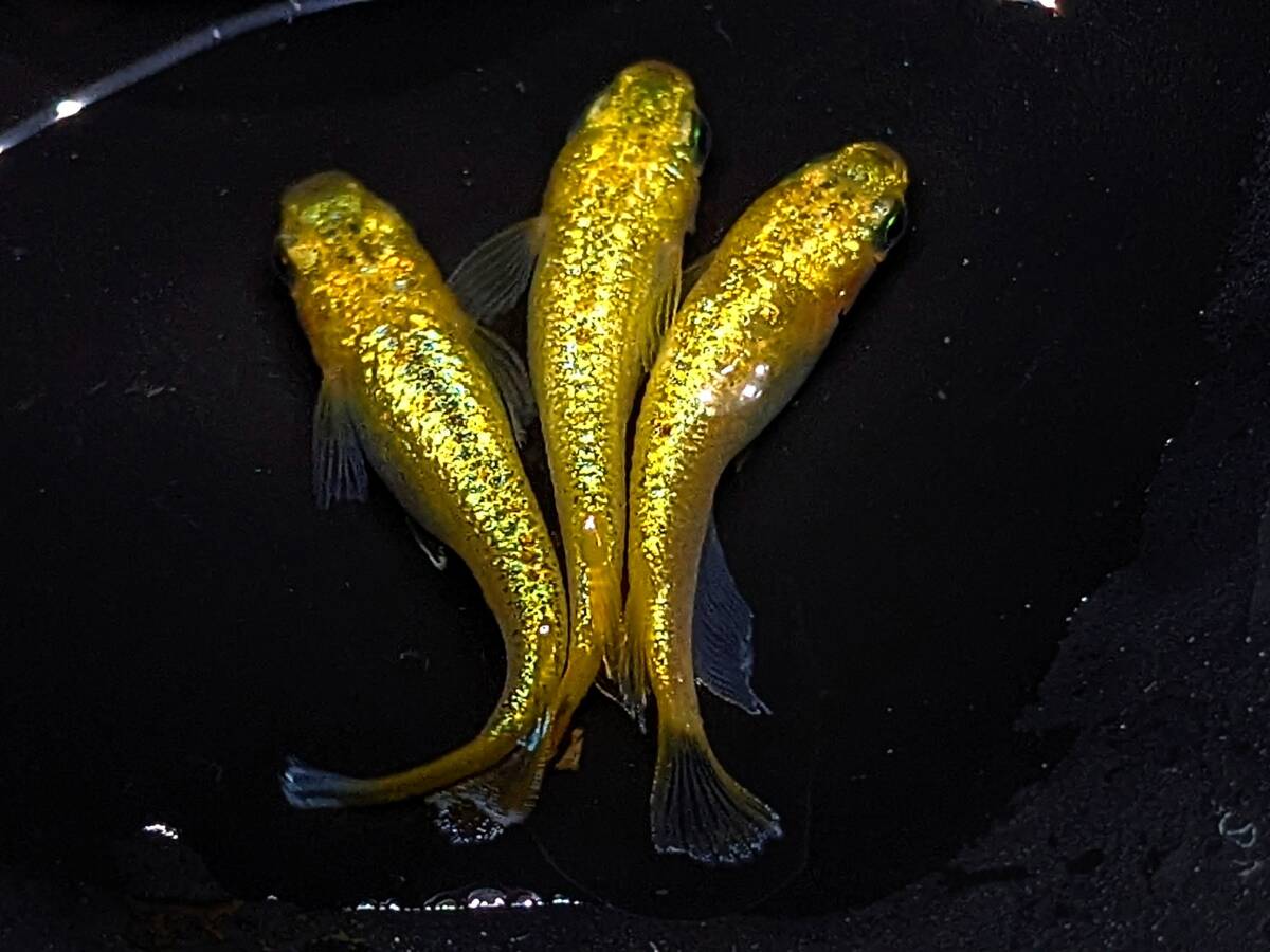 極 サイシュウヘイキ トリオ 検索用 寿 レーヴ 和墨三色 金華獣 極 サイシュウヘイキ トリオ 検索用 寿 レーヴ 和墨三色 金華獣